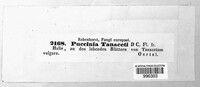 Puccinia tanaceti image